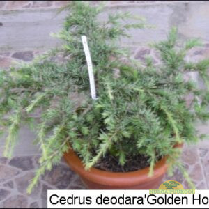 himaalaja seeder
