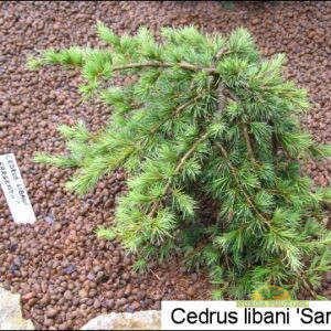 liibanoni seeder