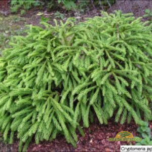 jaapani krüptomeeria
