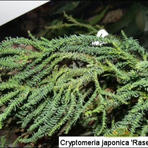 jaapani krüptomeeria