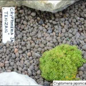 jaapani krüptomeeria