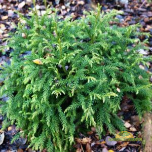 jaapani krüptomeeria