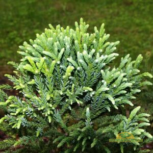 jaapani krüptomeeria