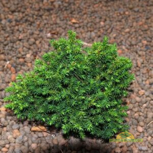 jaapani krüptomeeria