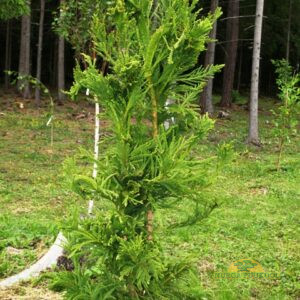 jaapani krüptomeeria