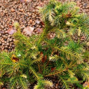 jaapani krüptomeeria