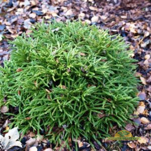 jaapani krüptomeeria