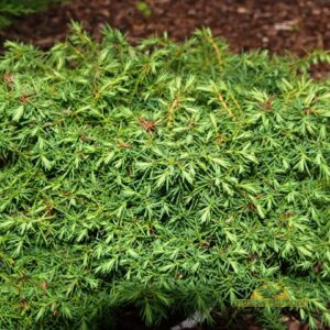 jaapani krüptomeeria