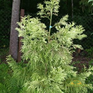 jaapani krüptomeeria