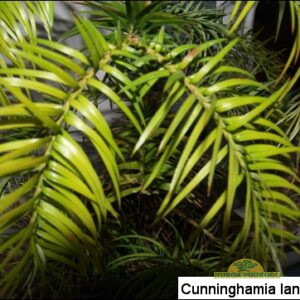 hiina kunningaamia 