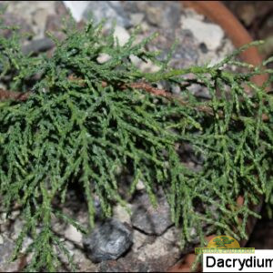 Franklini dakrüüdium (tasmaania rimupuu)
