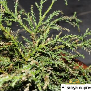 patagoonia fitsroia(hiidküpress)