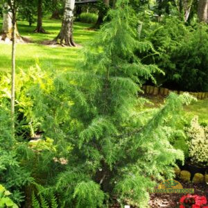 paksukooreline kadakas