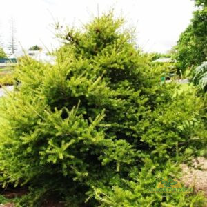 Davidi keteleeria