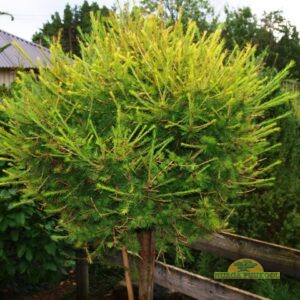 euroopa lehis