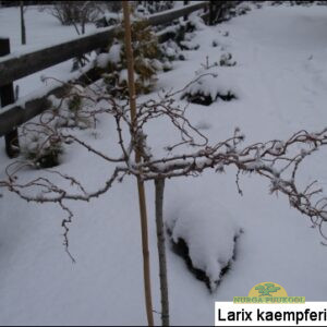 jaapani lehis