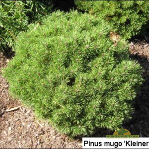 mägimänd