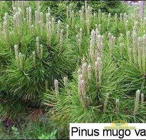 kääbus-mägimänd