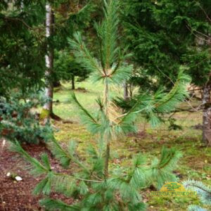 rumeelia ja Schwerini mändide hübriid