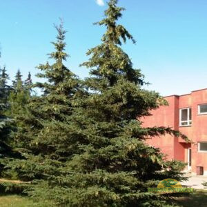 kanada kuusk