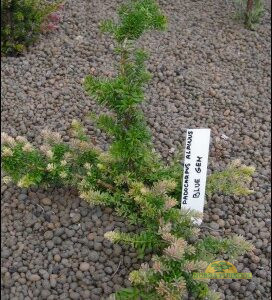 austraalia kivijugapuu