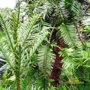 volleemia